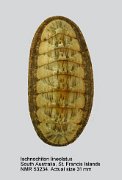 Ischnochiton lineolatus
